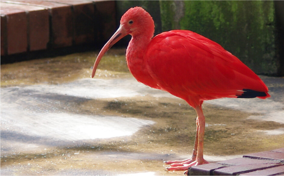 ショウジョウトキ