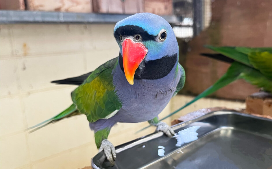 オオダルマインコ