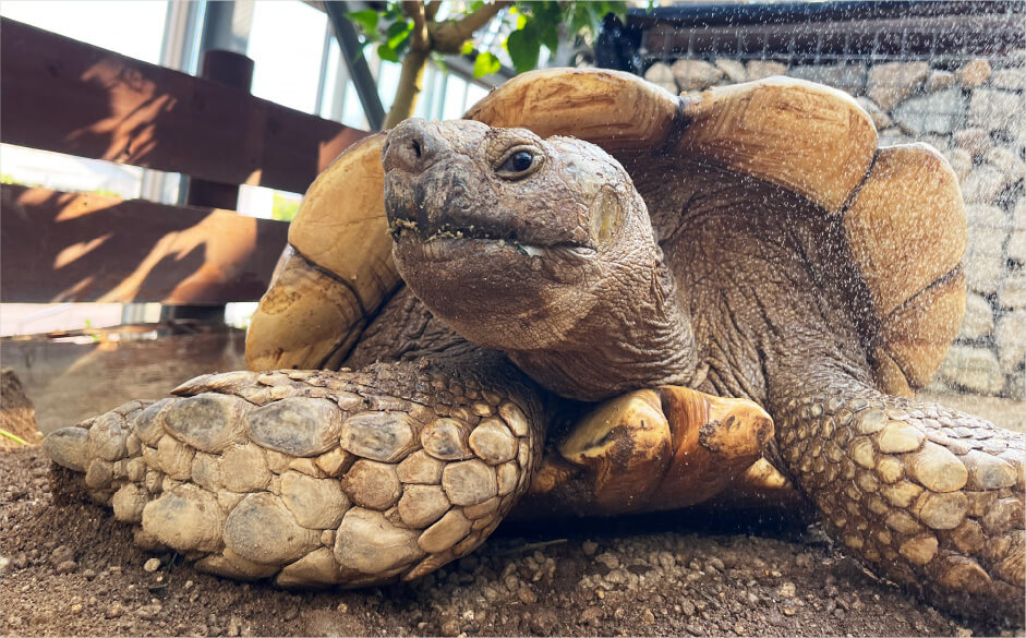 ケヅメリクガメ