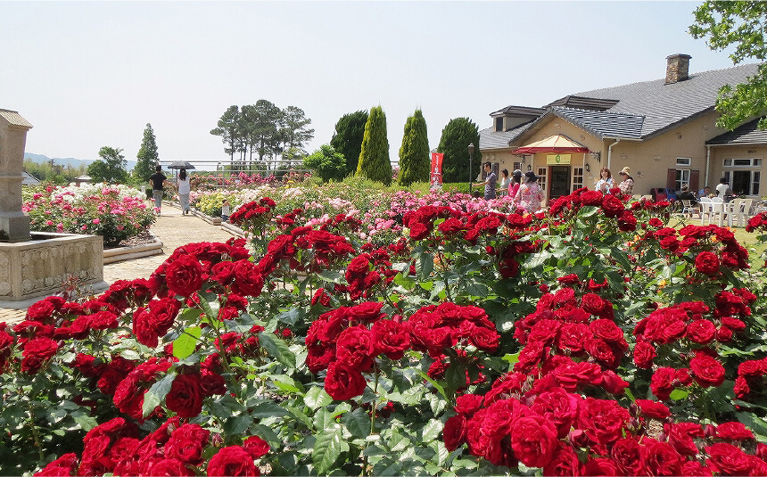 バラ園