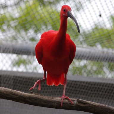 ショウジョウトキ