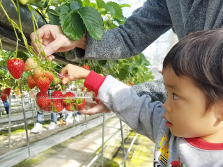 いちご収穫体験